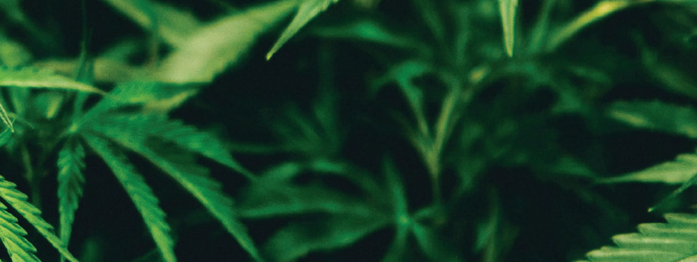 the-cannabis-economy-will-the-region-move-with-the-global-trends-headline-image