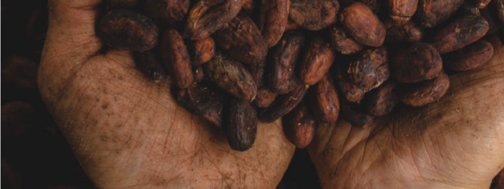 rethinking-the-economic-model-for-caribbean-cocoa-farmers-headline-image