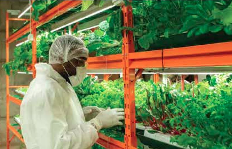 Thumnail image for Building Caribbean Food Security via Technology – A Caribbean Export Perspective