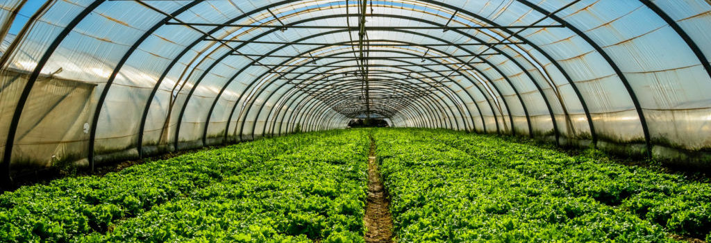 president-ali-calls-for-the-adoption-of-agtech-at-the-first-ever-caribbean-agtech-investment-summit-headline-image