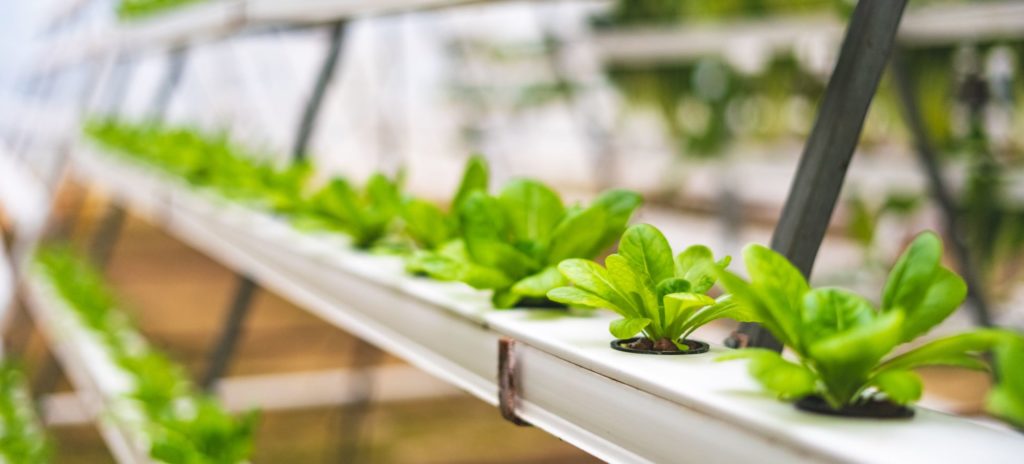 Thumnail image for President Ali Calls for the Adoption of AgTech at the First-Ever Caribbean AgTech Investment Summit